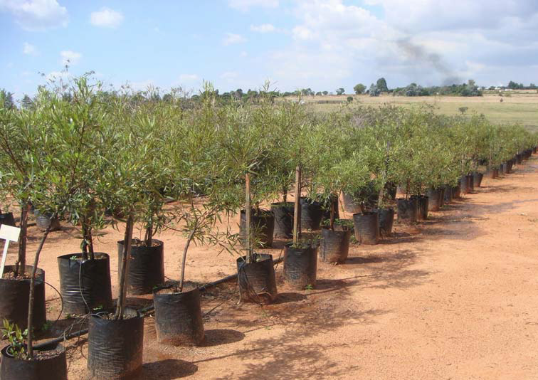 Row of African Sumac Trees