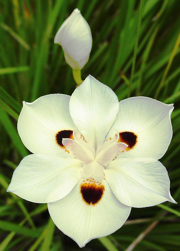 Bicolor Iris